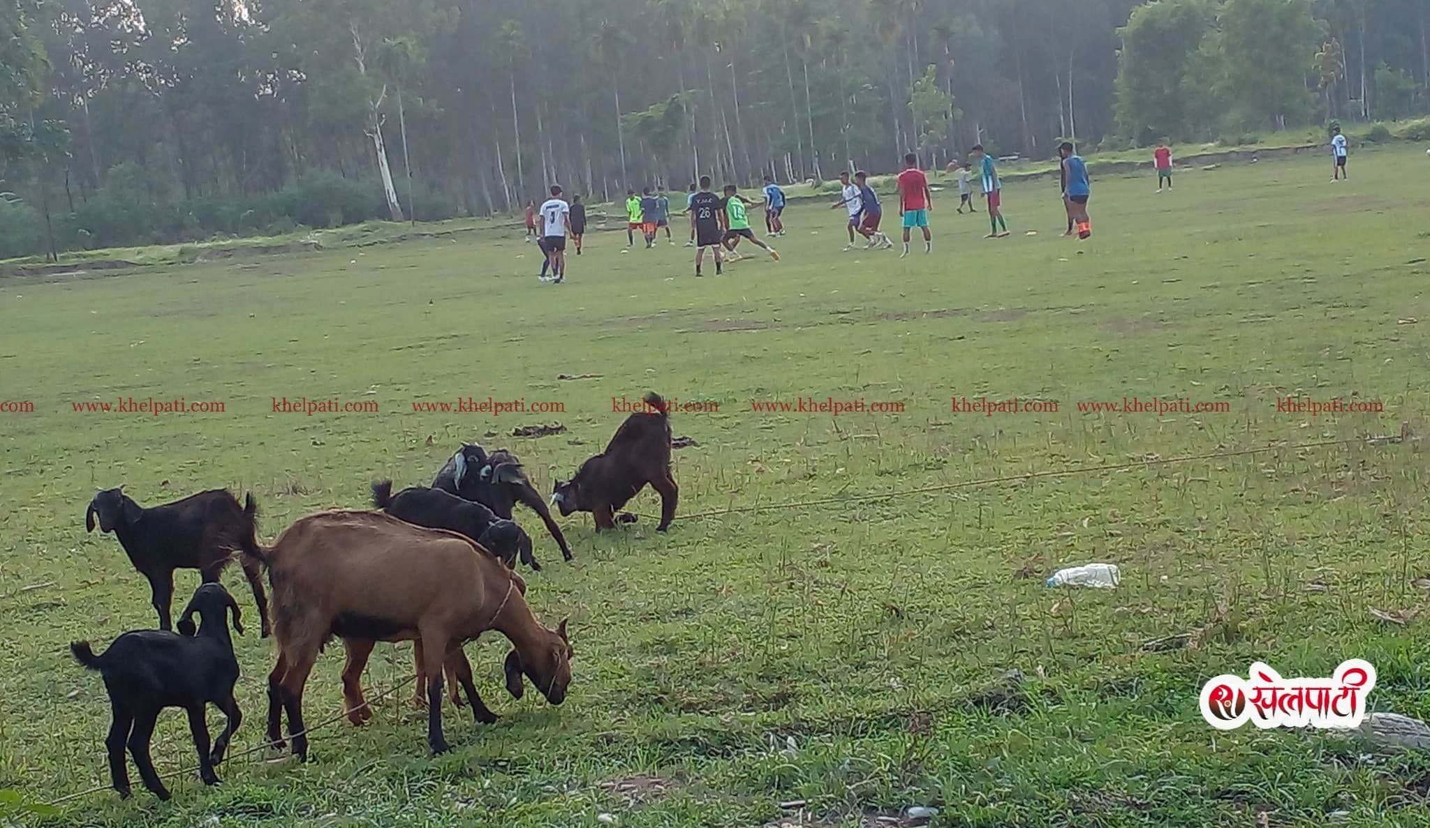 मैदान संरक्षणमै सकस